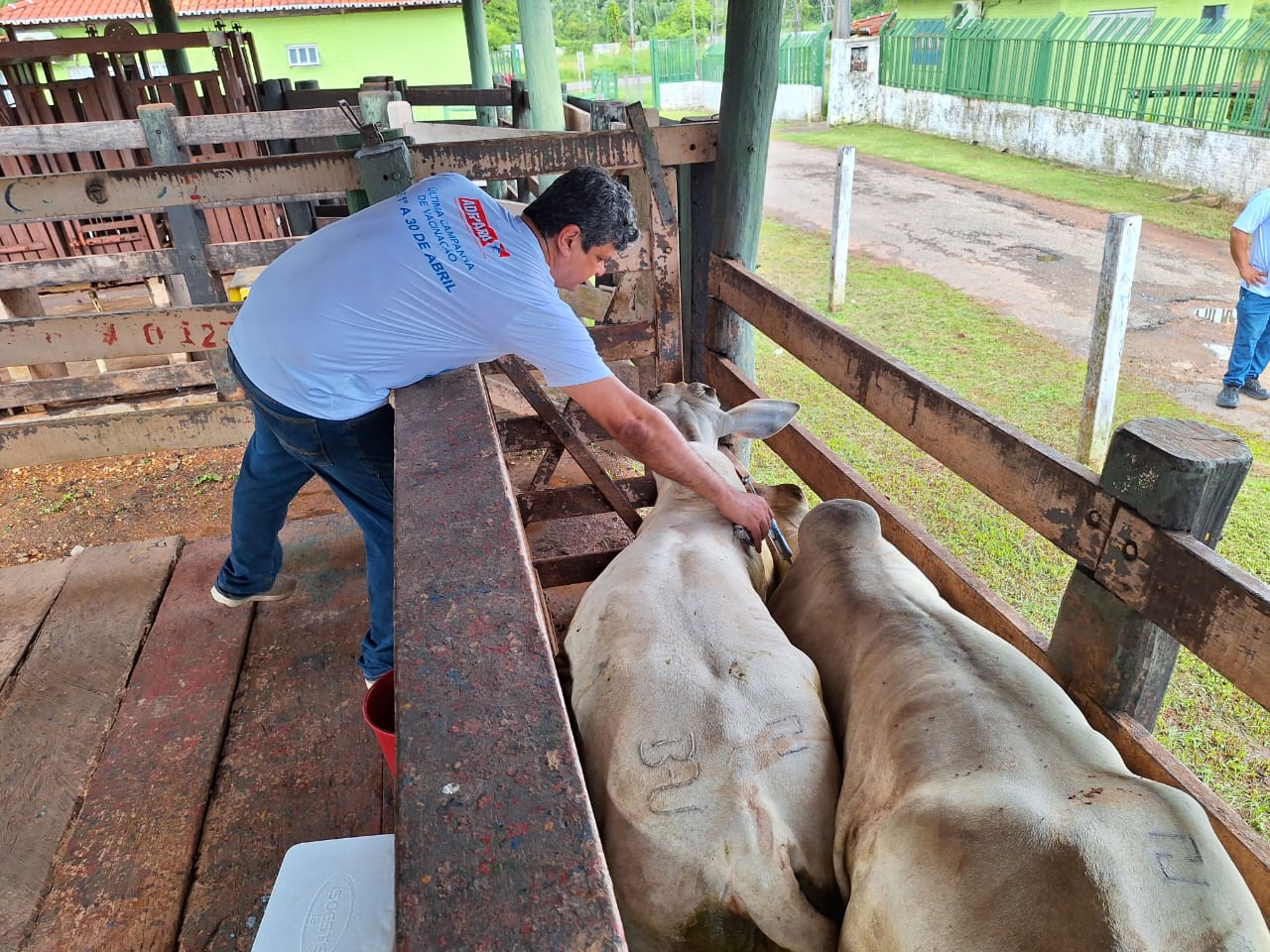 última campanha de vacinação contra a febre aftosa no Pará