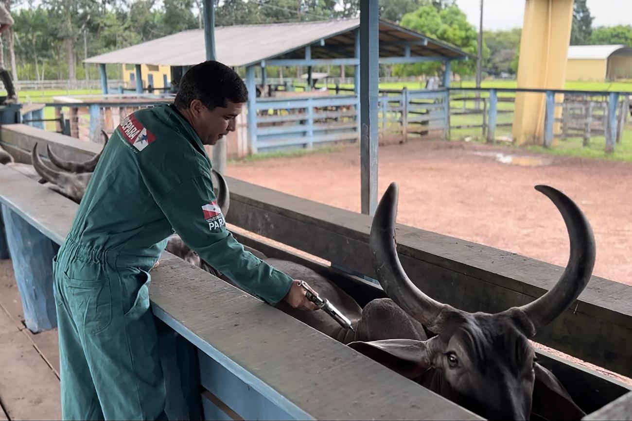 veterinário vacinando animais em propriedades no Pará