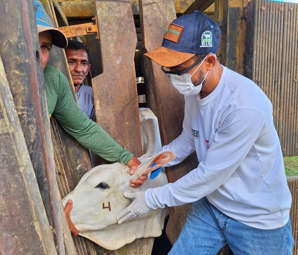 bezerra marcada após vacinação da Brucelose