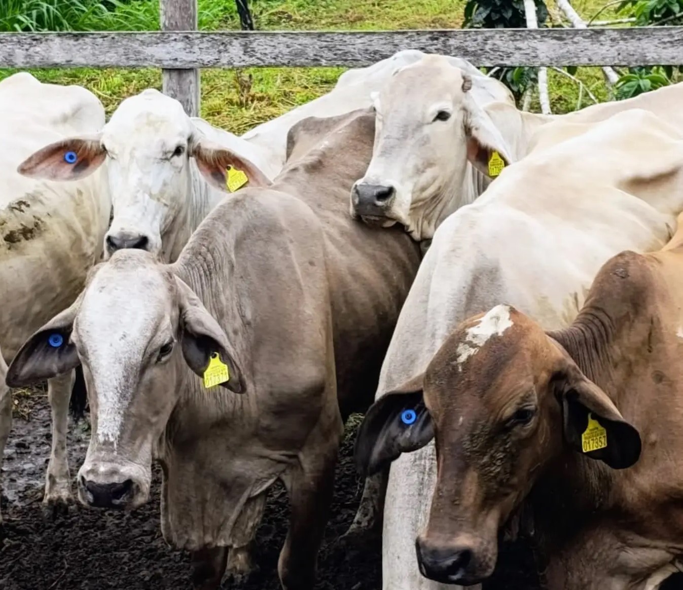 animais de propriedades com até cem cabeças de gado são identificados pela regional de Paragominas