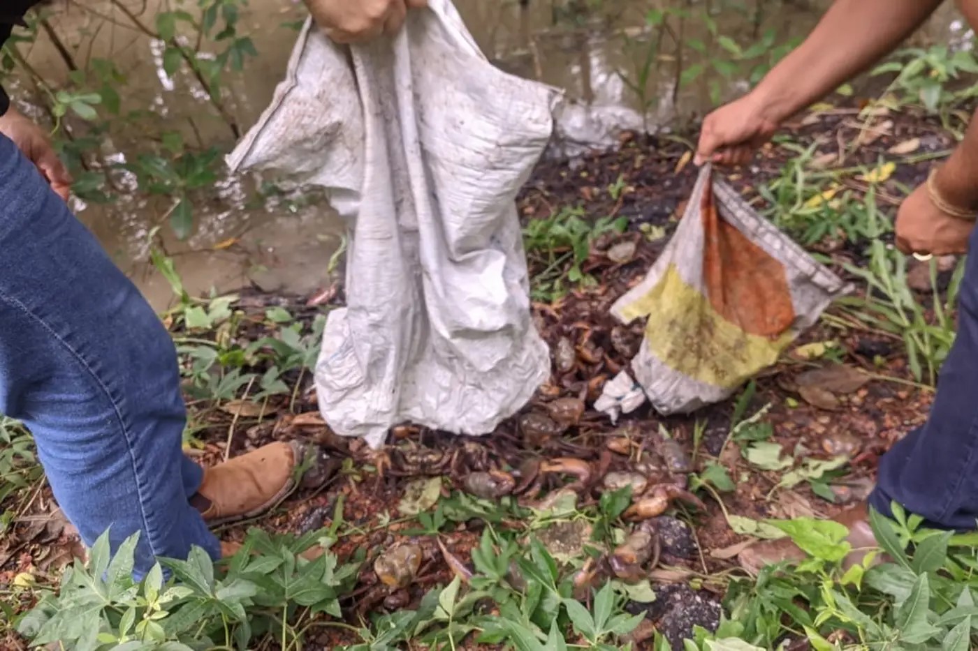 fiscais soltam caranguejos no mangue