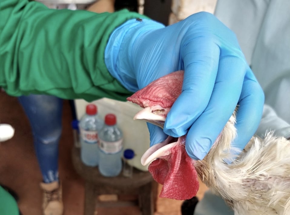 Coleta de material biológico de aves para exame