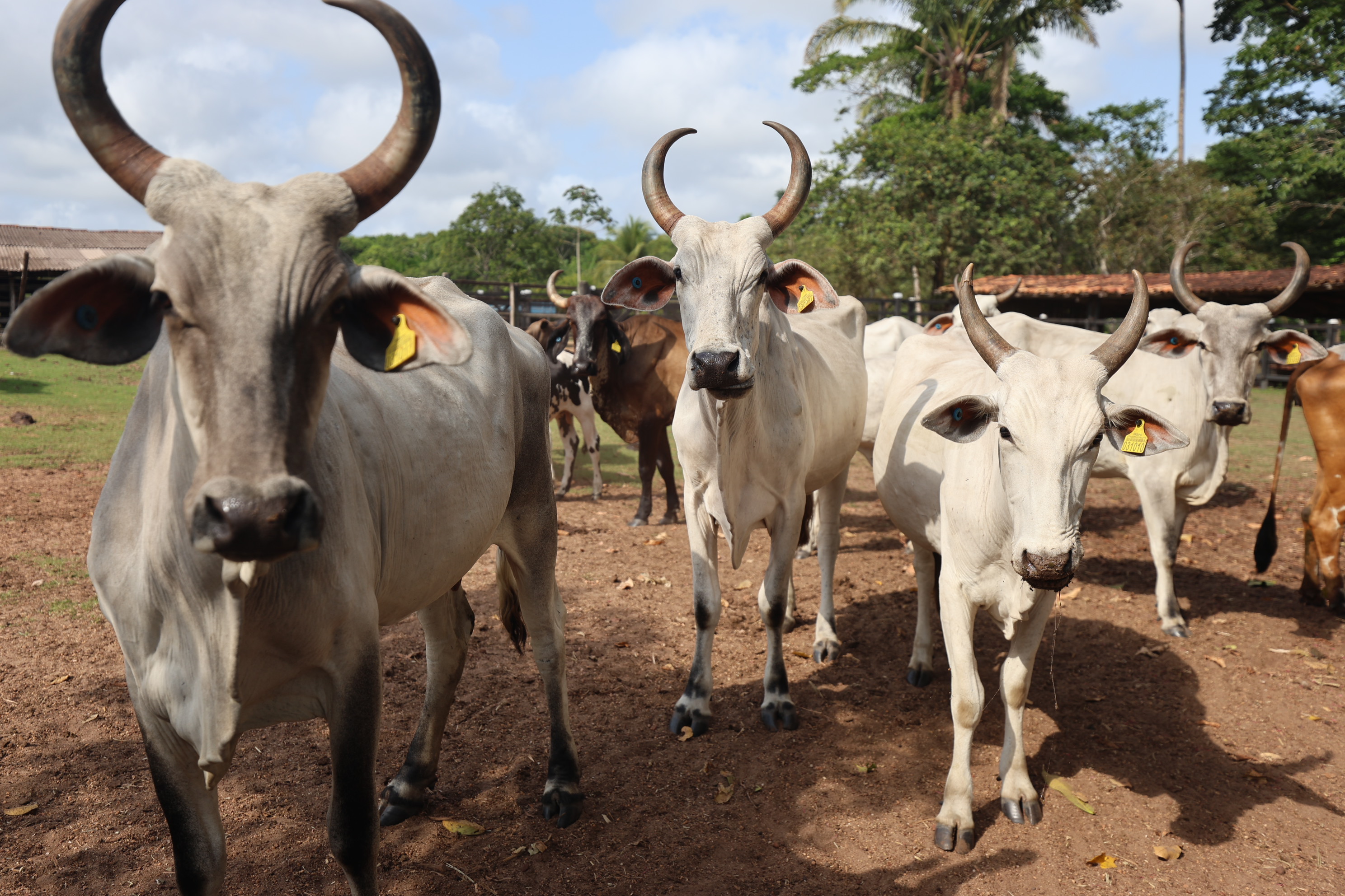 animais identificados 