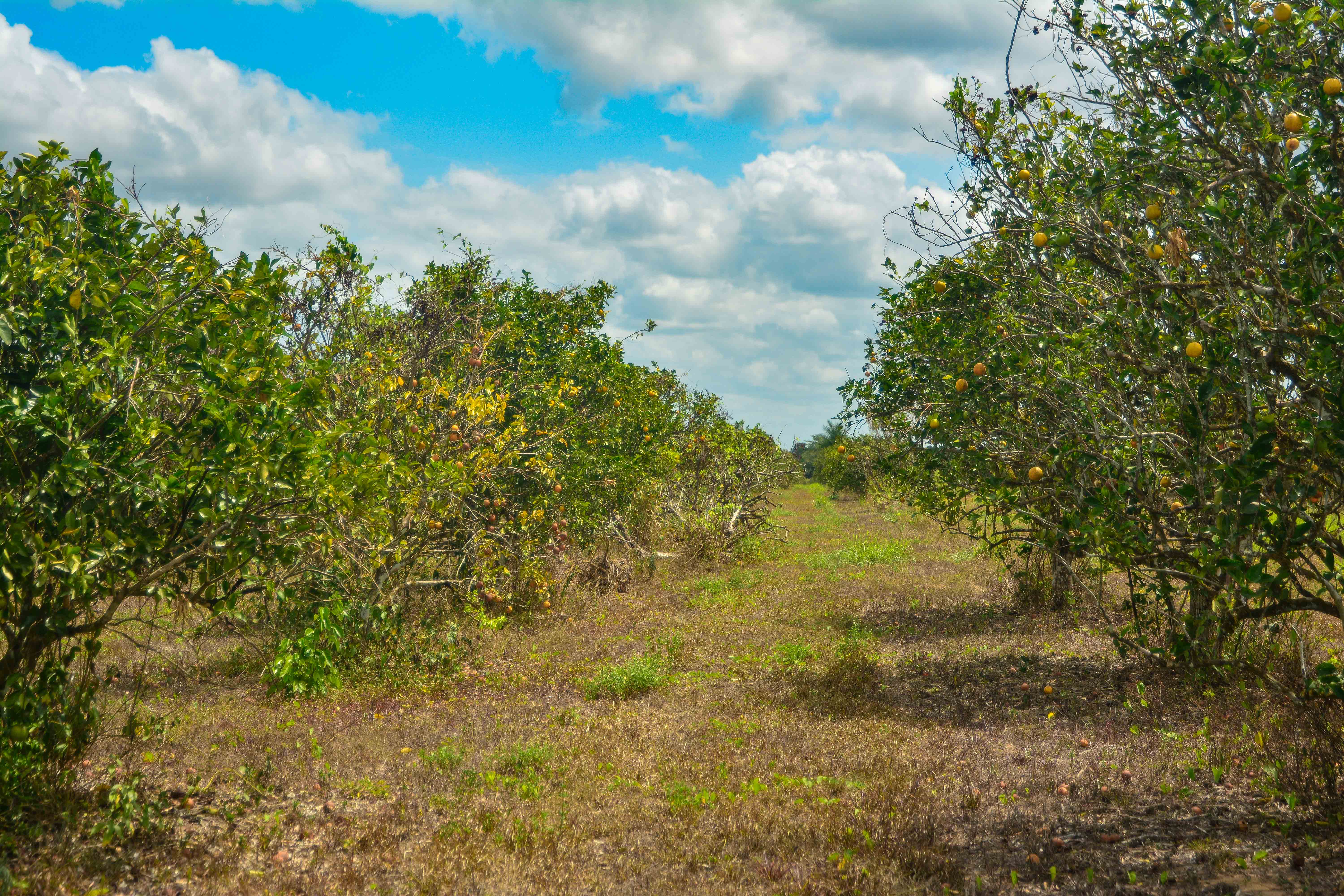 plantação de laranja