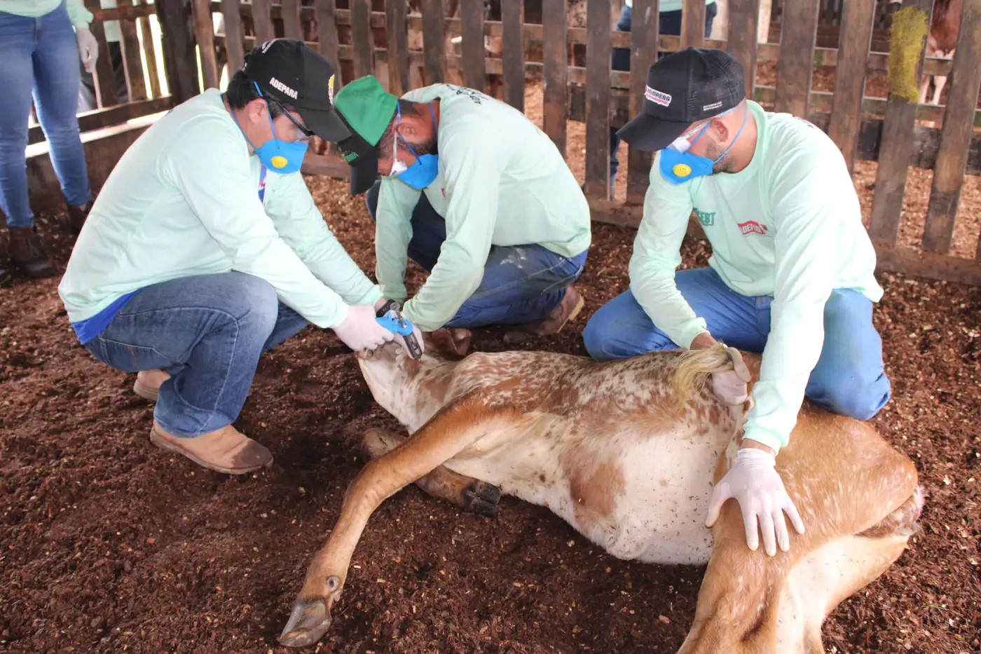 vacinação de bezerras 