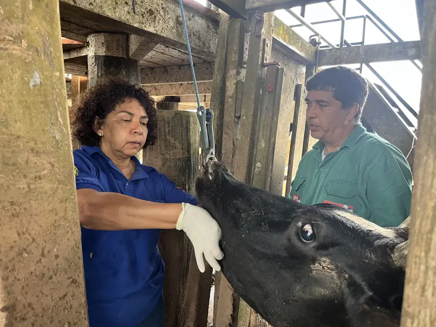 AGENTE CHECANDO BOVINO