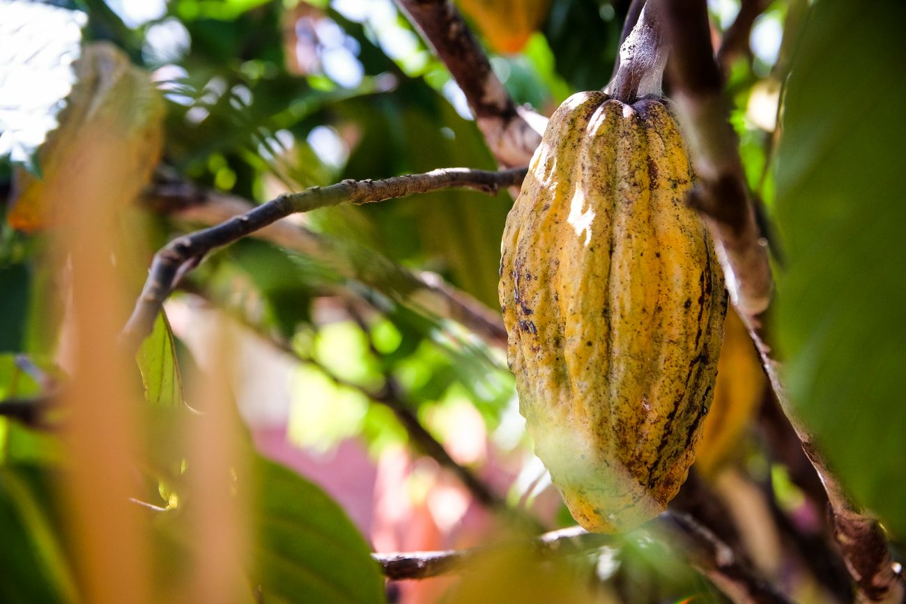 fruto de cacau