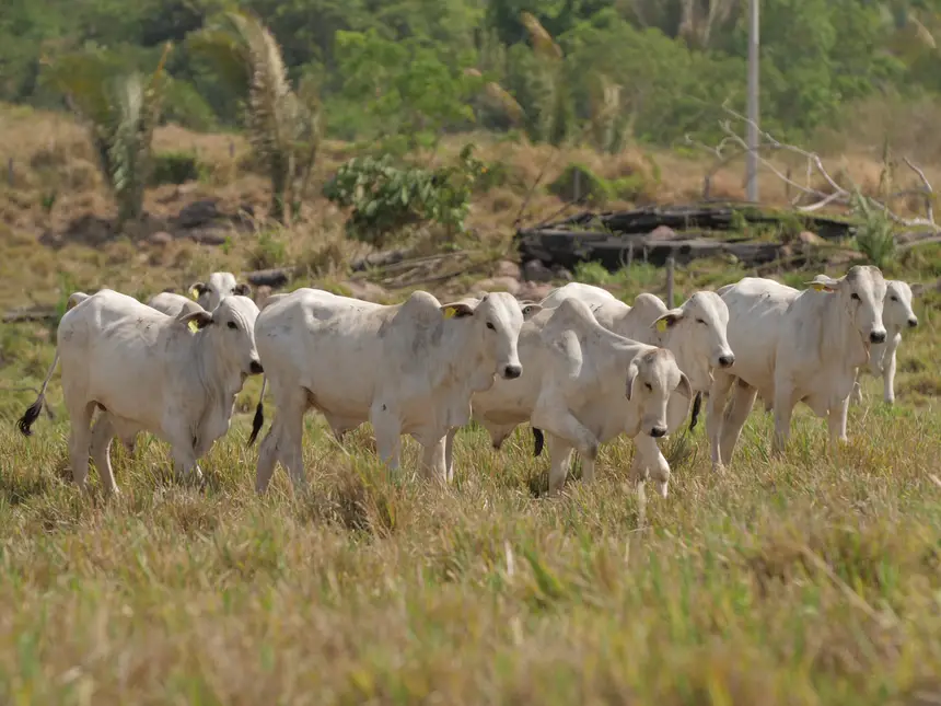 GADO ANDANDO SOLTO NA FAZENDA