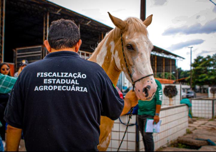 Curso com Equinos NO PARÁ