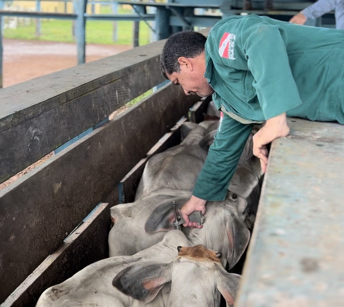 vacinação contra febre aftosa