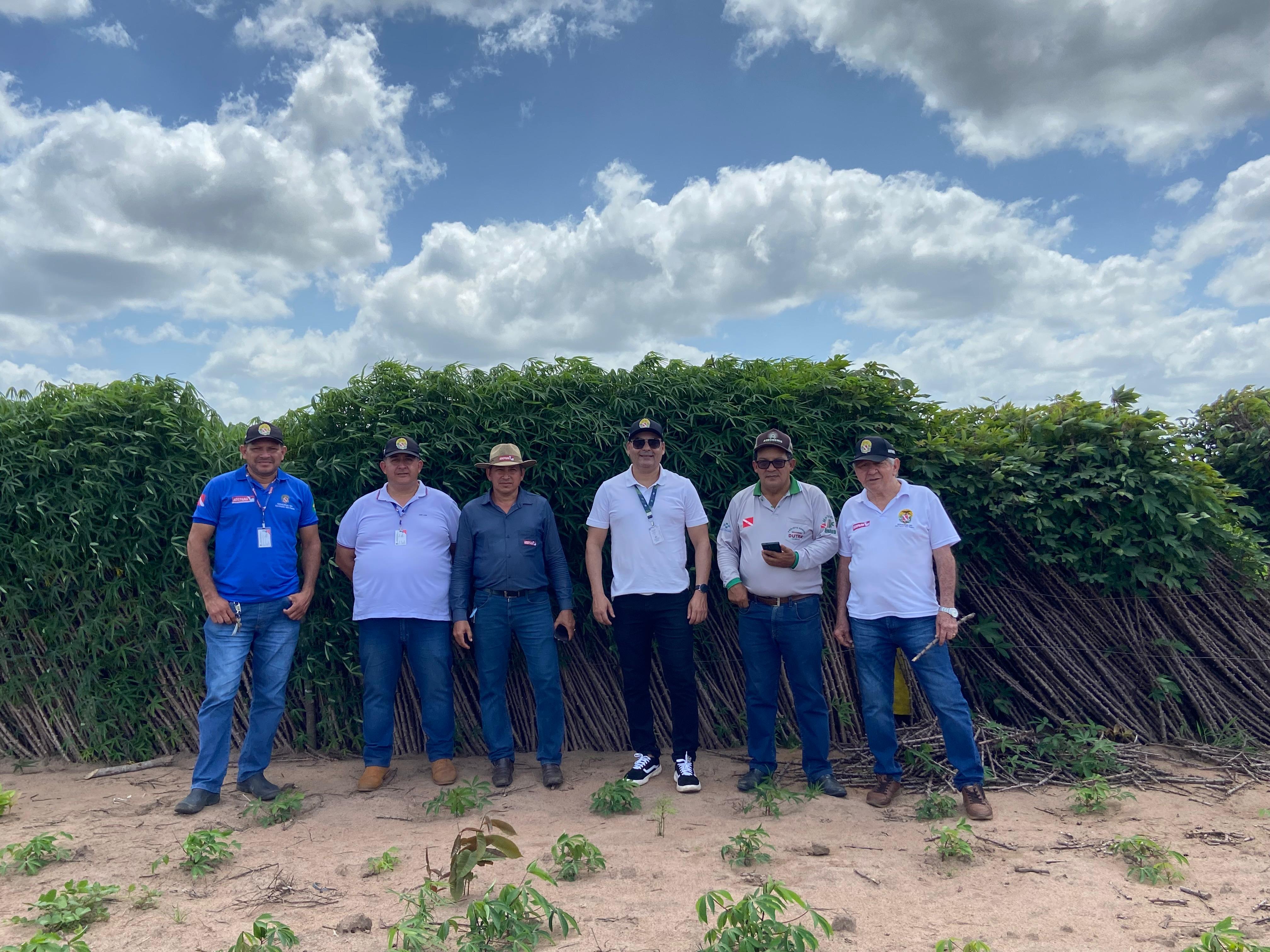 visita à plantação de mandioca