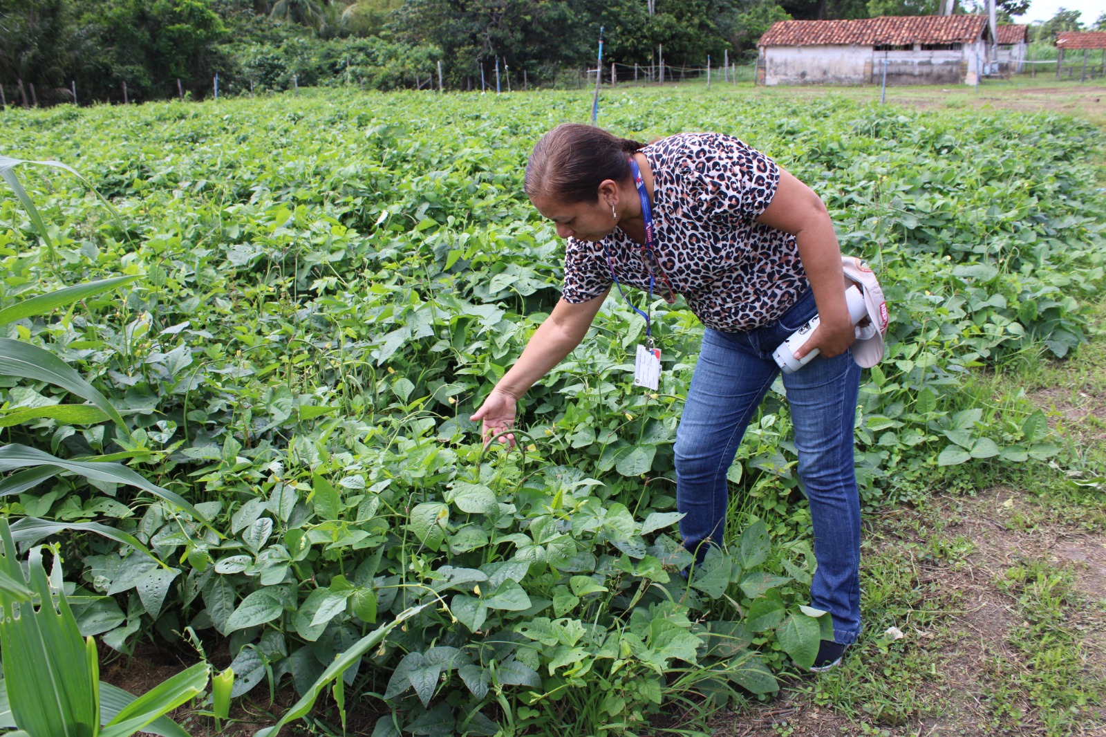 técnicos da ADEPARÁ visitam plantio