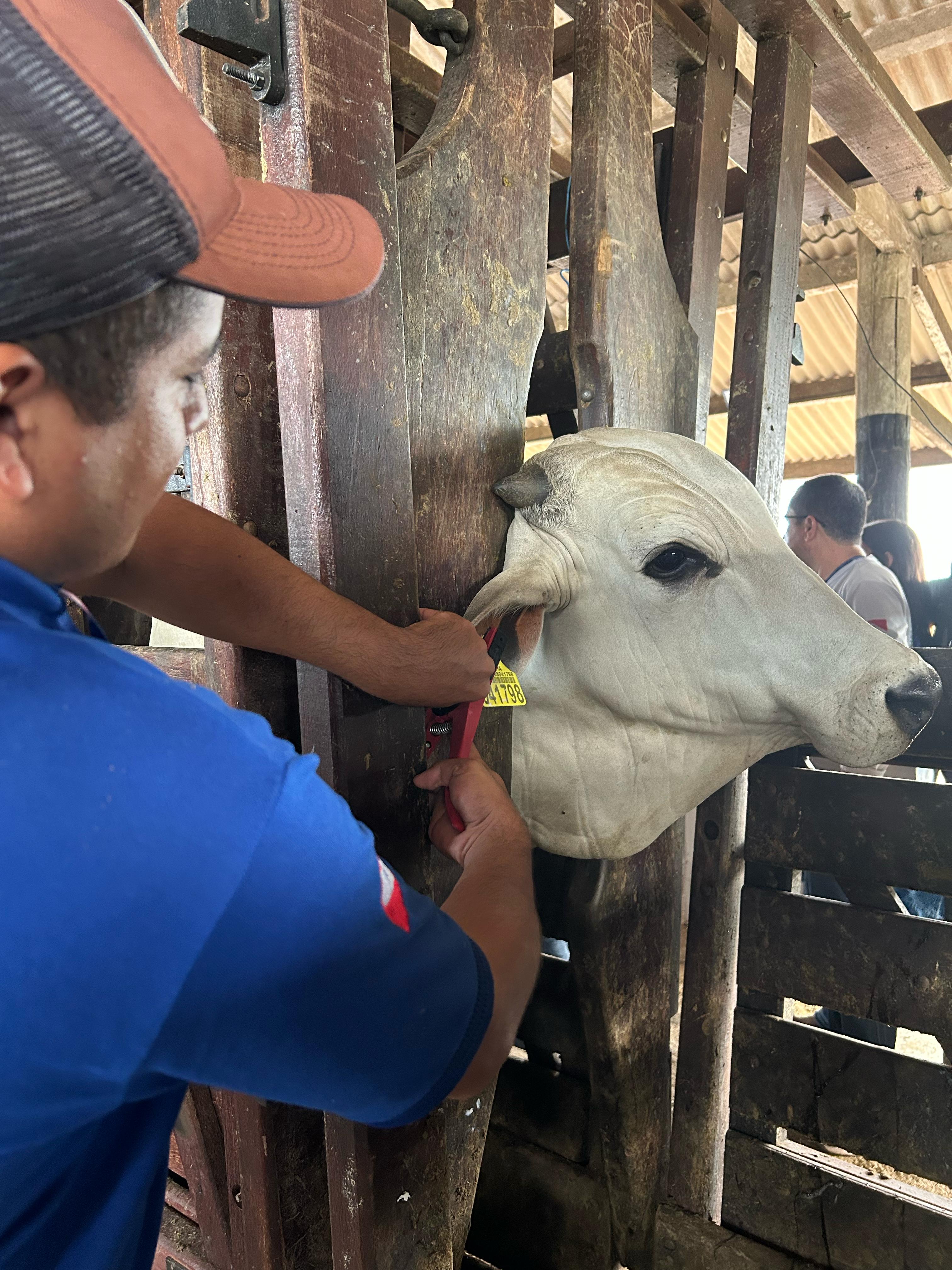 identificação individual de bovinos em Redenção