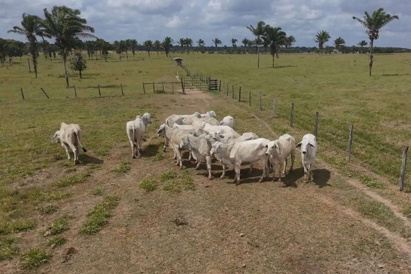 Pecuária Sustentável