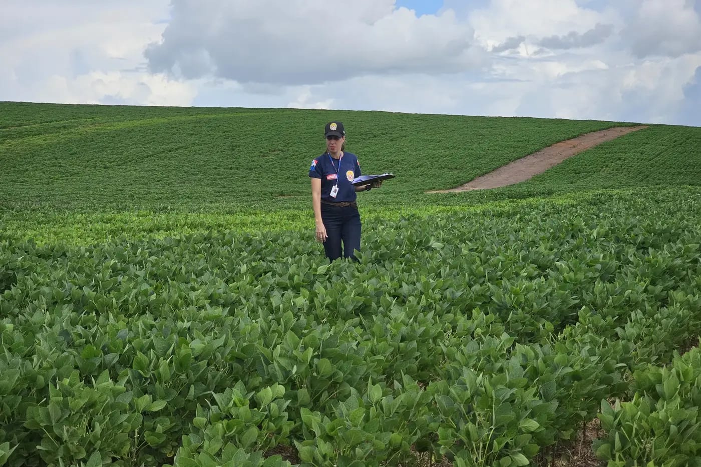 Servidor em campo de soja