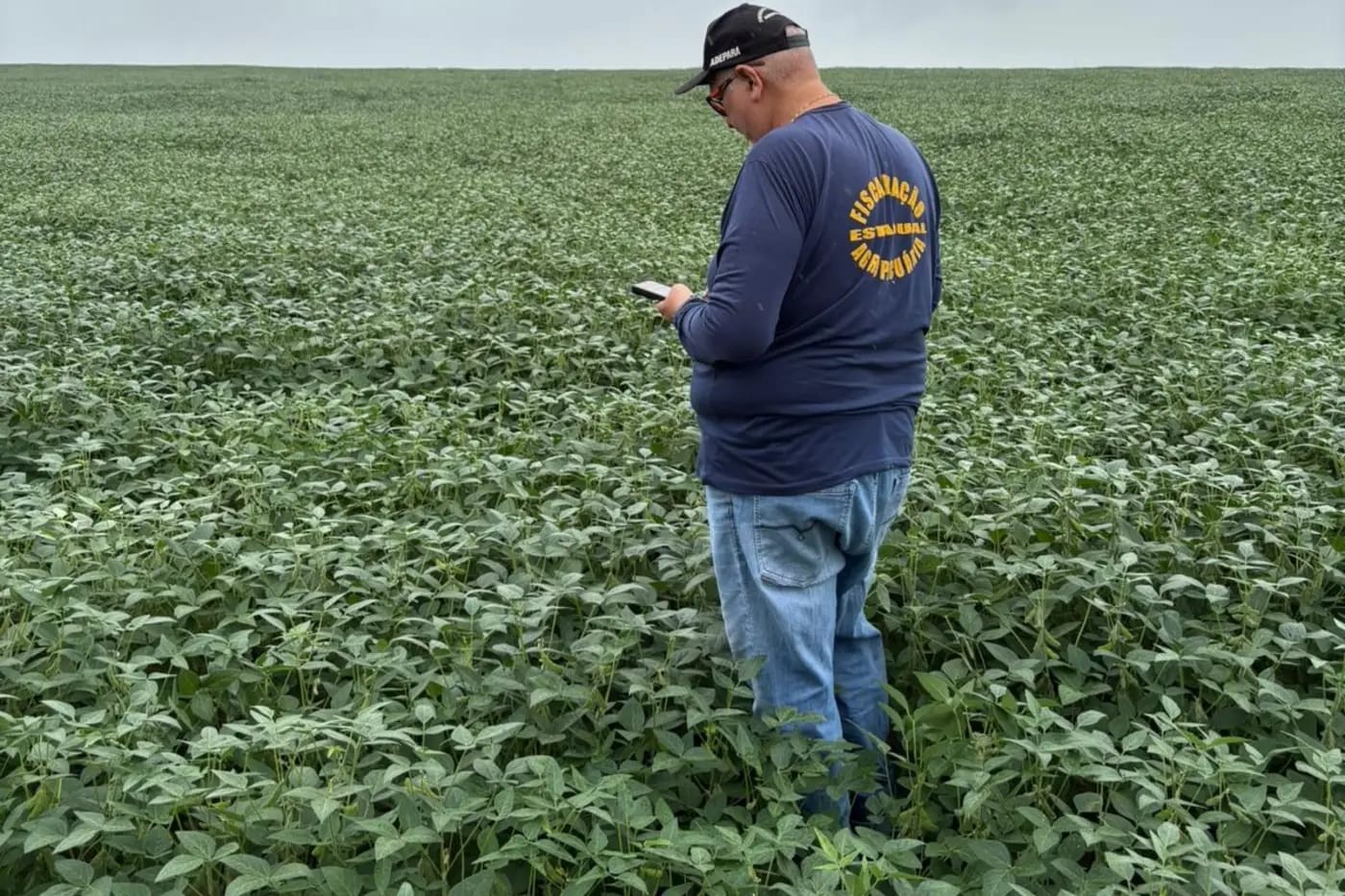 Fiscal da Adepará em plantação de soja