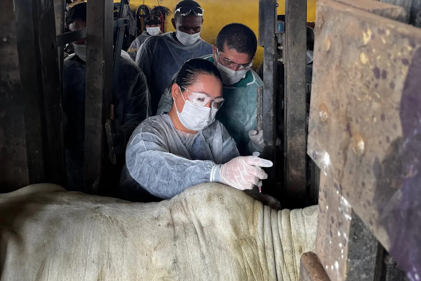 Vacinação Brucelose