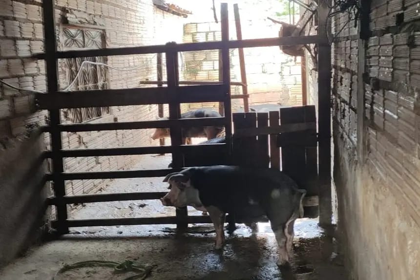 Operação Paragominas