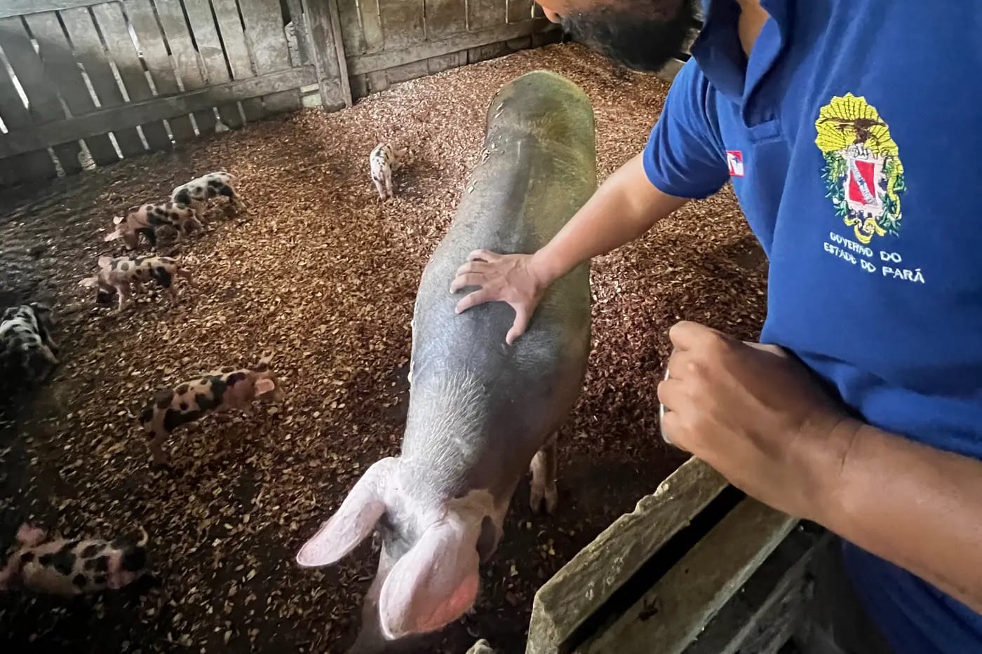 Equipe da Adepará em treinamento para casos de emergências zoosanitárias
