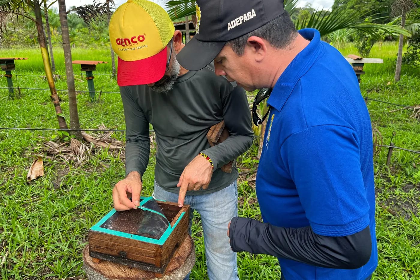 Produtor investe em diversificação e integra a apicultura à produção de açaí.