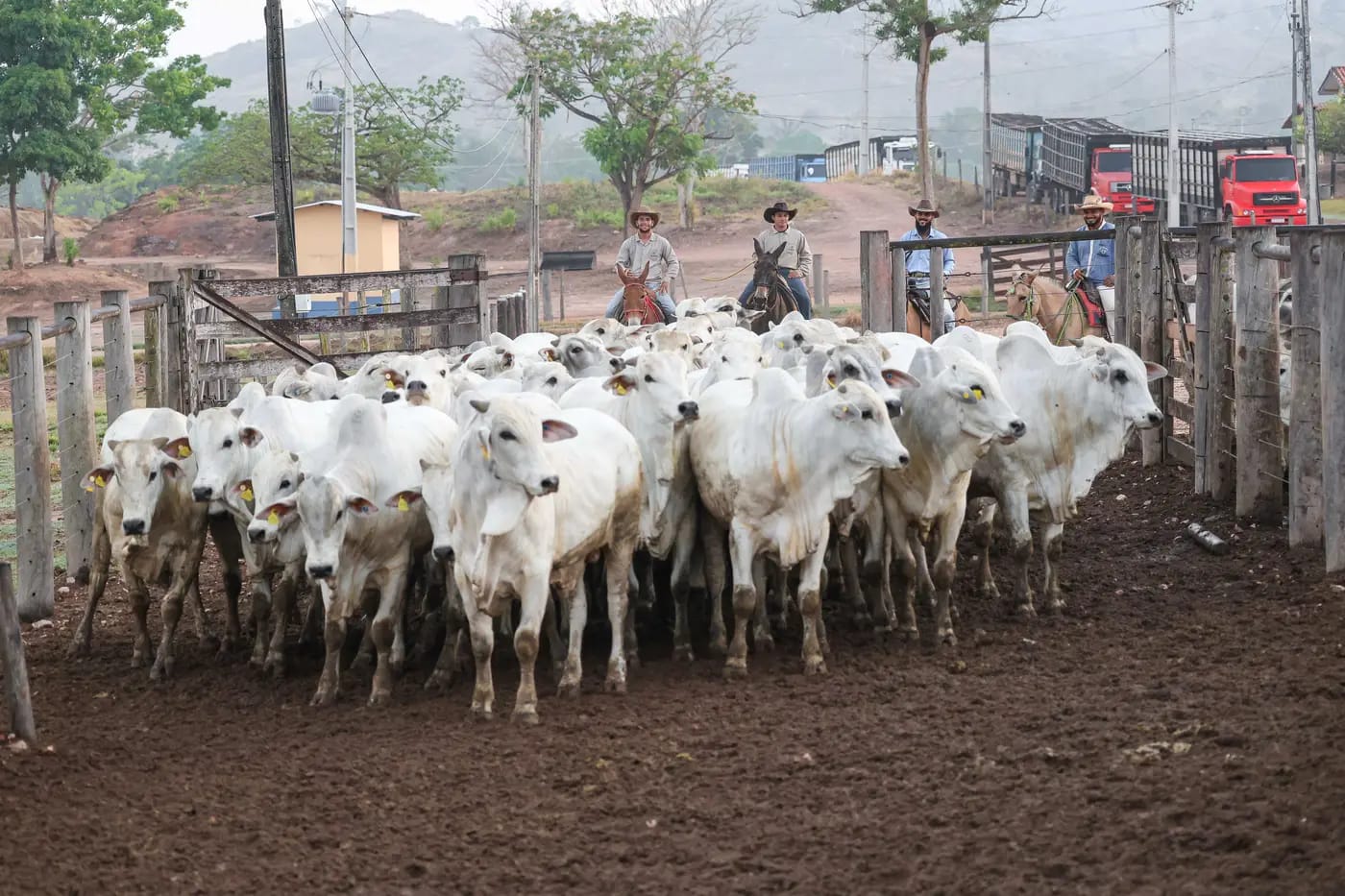 Mutirão de Cadastro Agropecuário