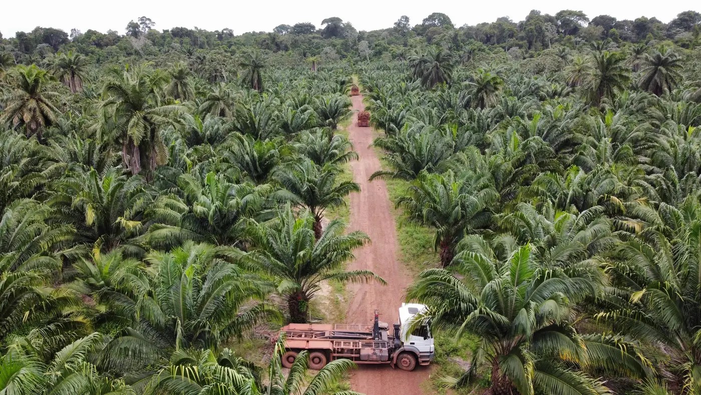 plantação de dendê