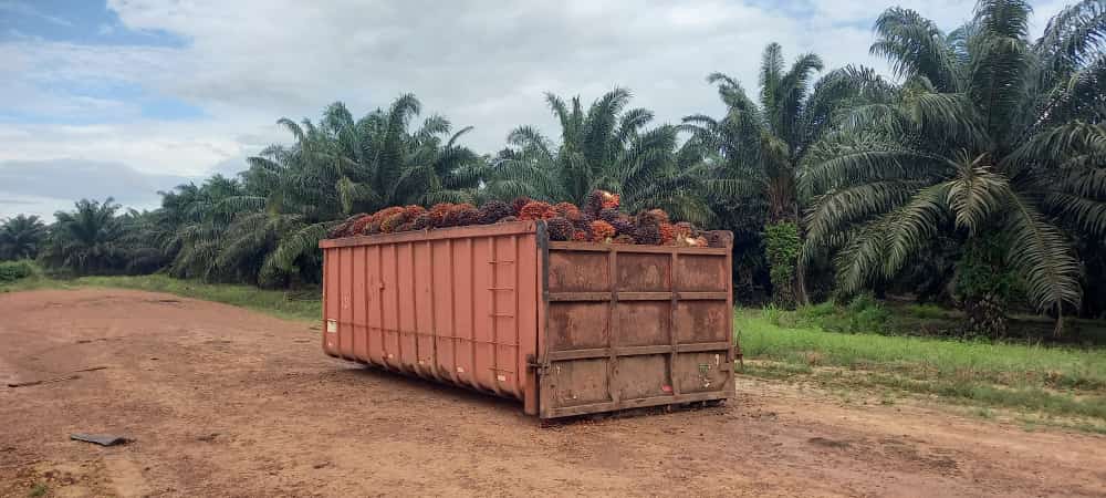 propriedade de dendê