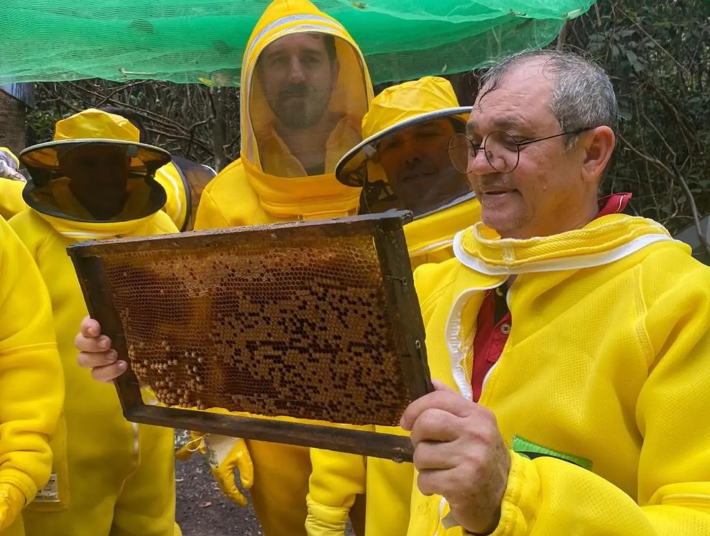 vigilância nas colmeias