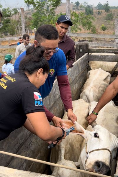 Os brincos de identificação são fixados na orelha 