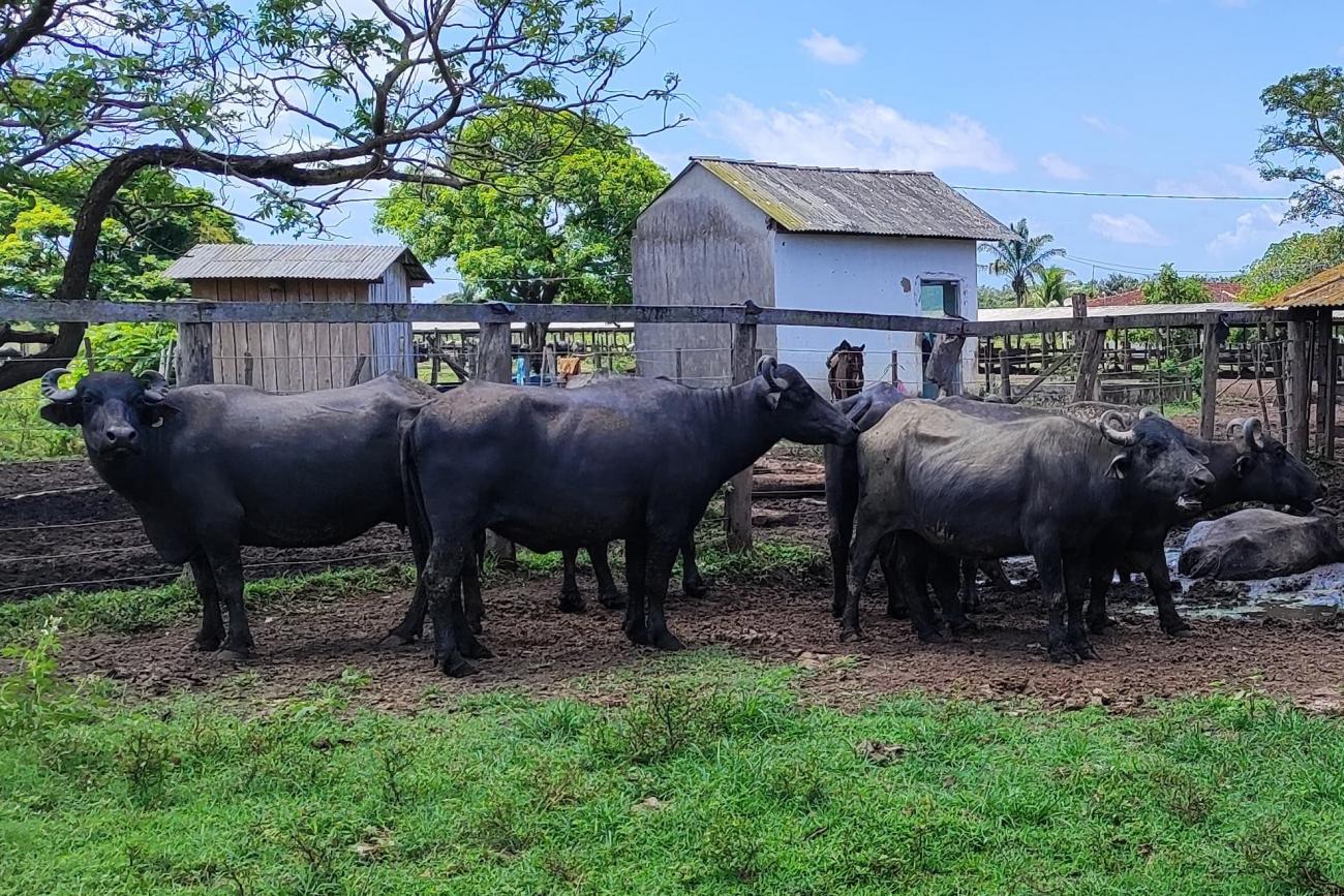 rebanho bubalino no Marajó