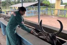 veterinário vacinando animais em propriedades no Pará