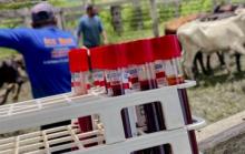 coleta de sangue dos animais