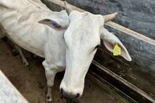 Bovinos identificados individualmente 