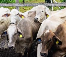 animais de propriedades com até cem cabeças de gado são identificados pela regional de Paragominas