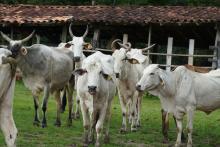 segundo maior rebanho do País