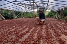 produtora rural de Brasil Novo conquista registro para o chocolate orgânico que produz