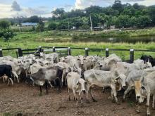 Animais identificados 