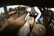 fiscal agropecuário médico veterinário vacinando bovino 