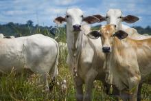 Rebanhos vão ter cadastro atualizado em todo o território paraense, medida é obrigatória para produtores rurais