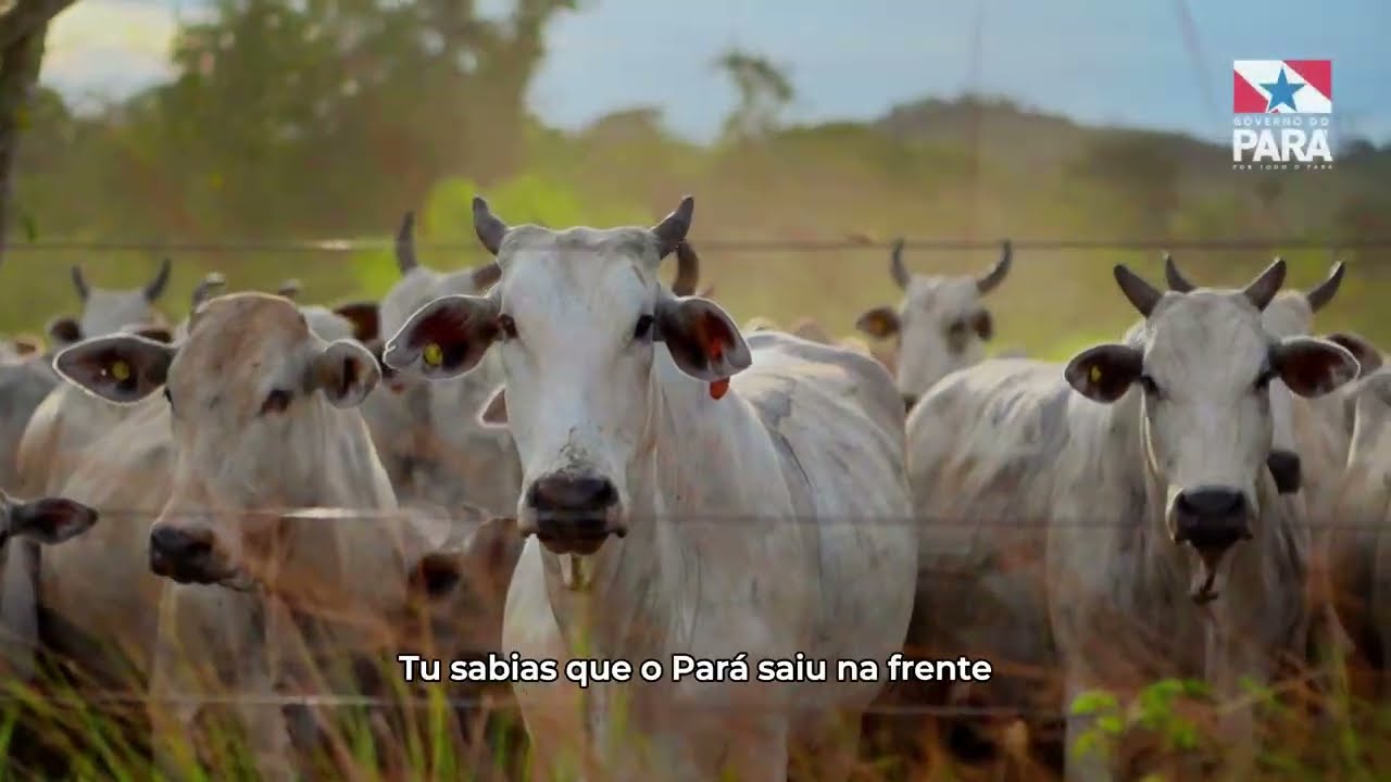 Embedded thumbnail for Pecuária Sustentável